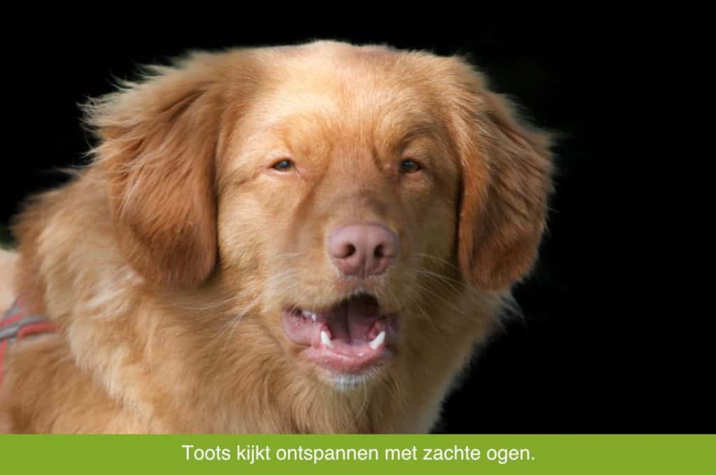 Toots ziet er ontspannen uit