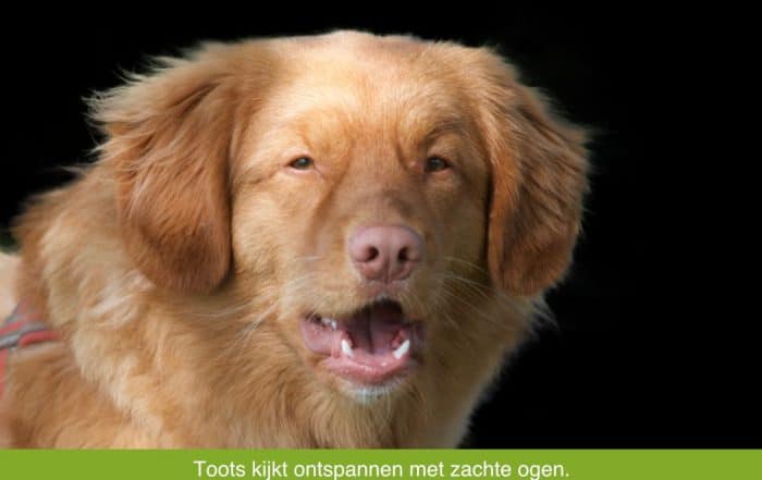 Toots ziet er ontspannen uit